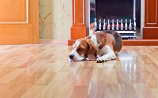 How to Minimise Scratches on Timber Flooring